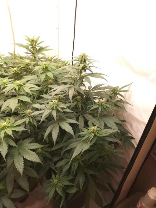 Shaman / Jack47. Week 8