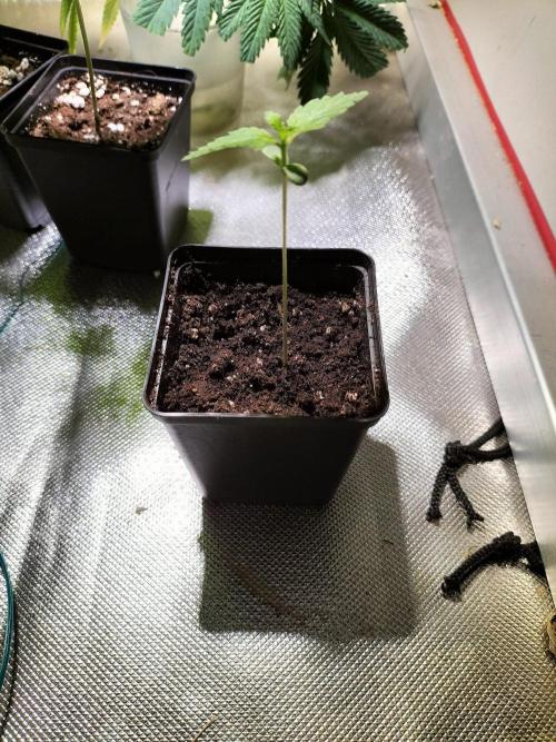 King Louis. Week 1