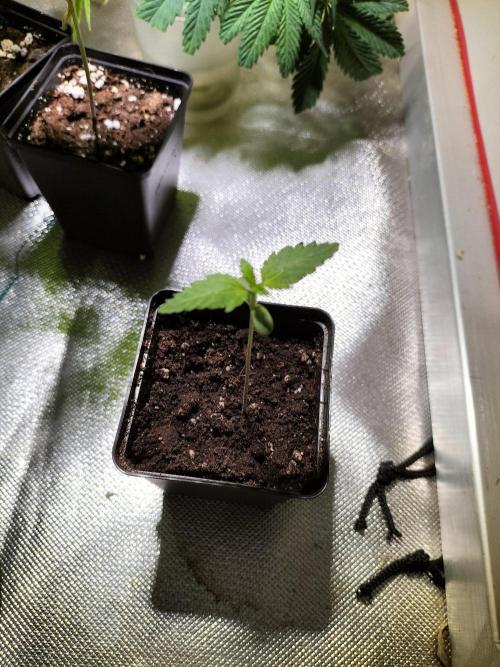 King Louis. Week 1