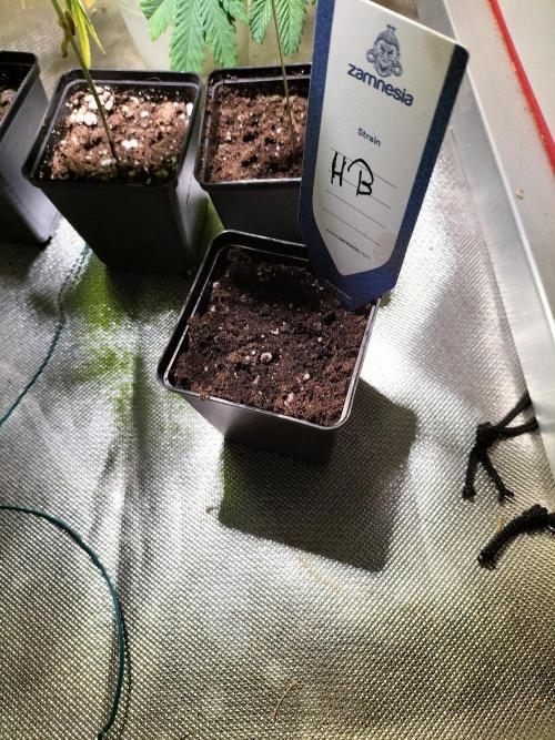 Hash Burger. Week 0