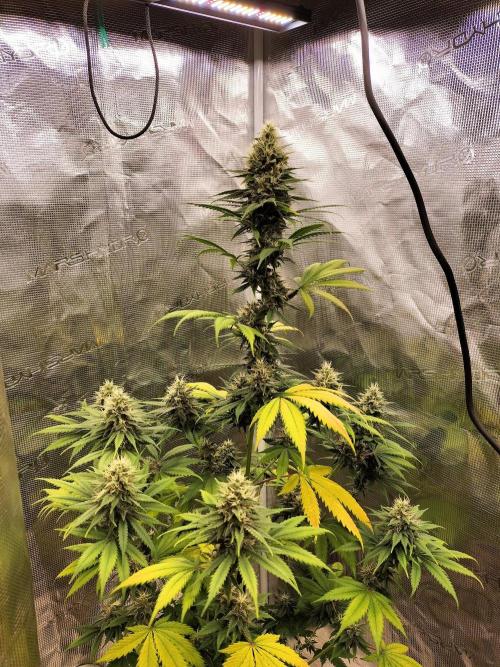 Northern lights. Week 10