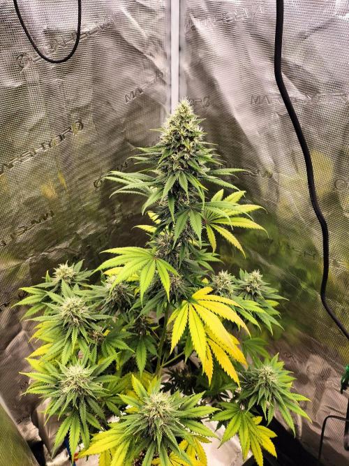 Northern lights. Week 10