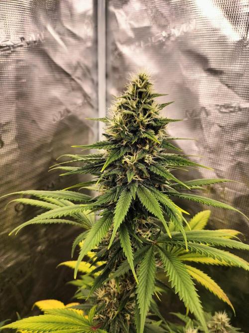 Northern lights. Week 10