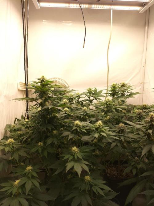 Shaman / Jack47. Week 9