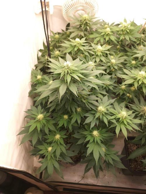Shaman / Jack47. Week 9