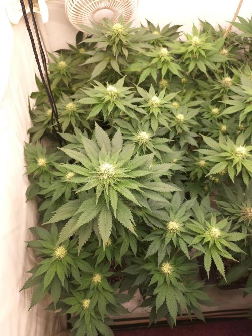 Shaman / Jack47. Week 9