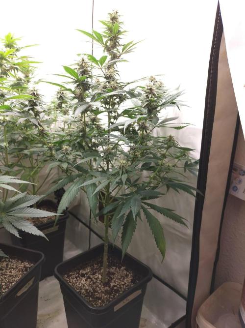 Shaman / Jack47. Week 9 - #shaman