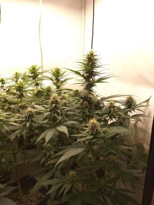 Shaman / Jack47. Week 9