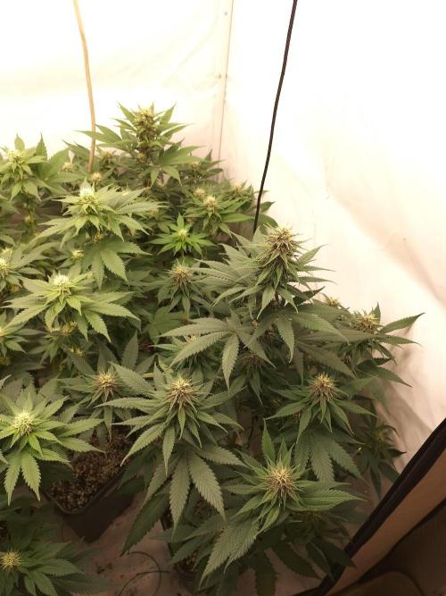 Shaman / Jack47. Week 9