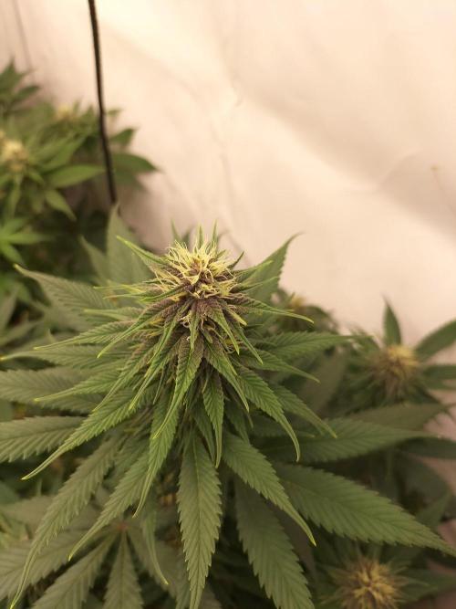Shaman / Jack47. Week 9