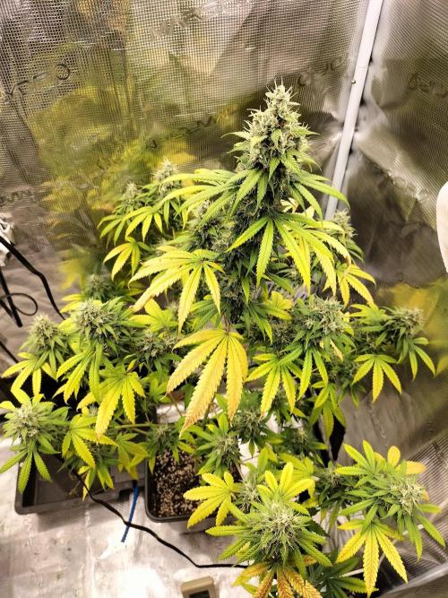 Candy. Week 11