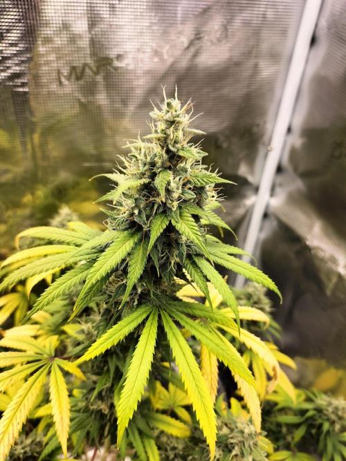 Candy . Week 11