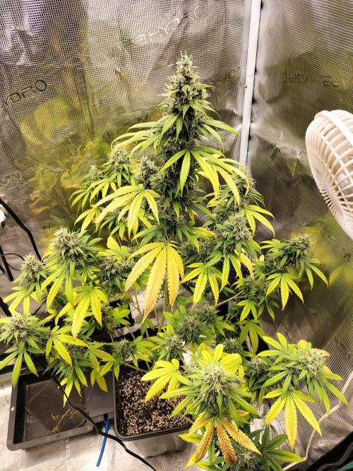 Candy. Week 11