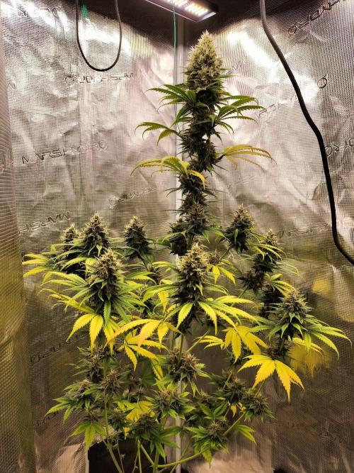 Northern lights. Week 11
