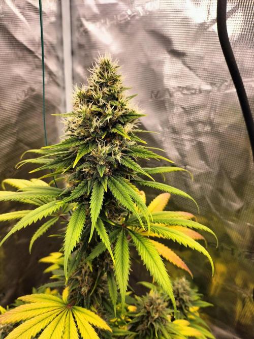 Northern lights. Week 11