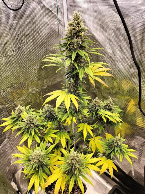 Northern lights. Week 11