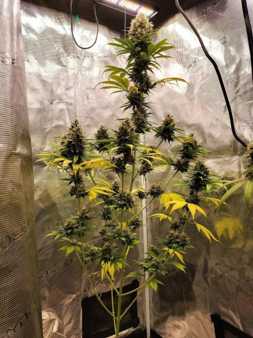 Northern lights. Week 11