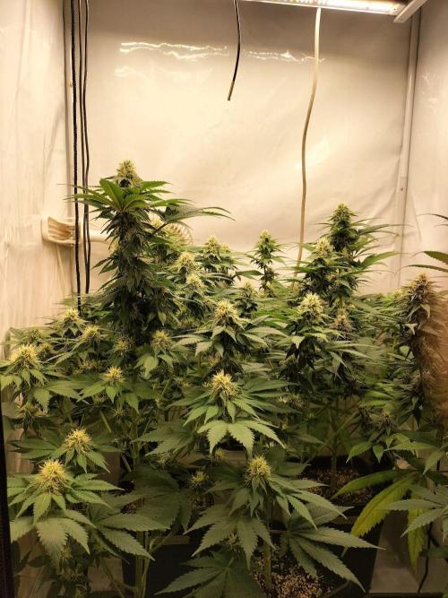 Shaman / Jack47. Week 10
