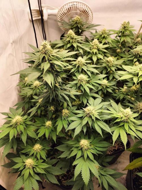 Shaman / Jack47. Week 10