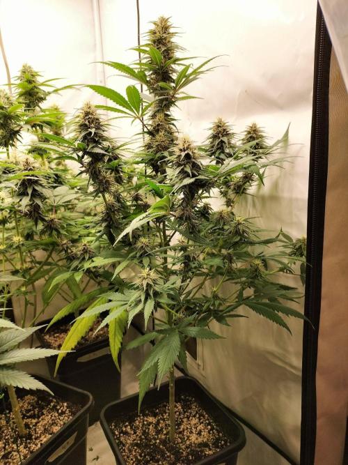 Shaman / Jack47. Week 10 - #shaman