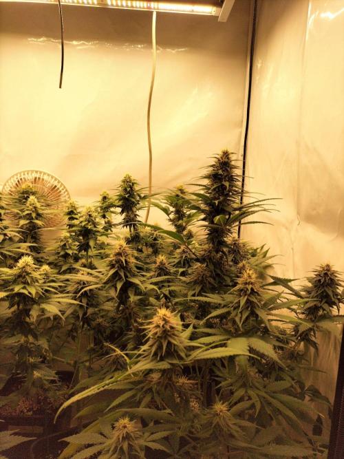 Shaman / Jack47. Week 10