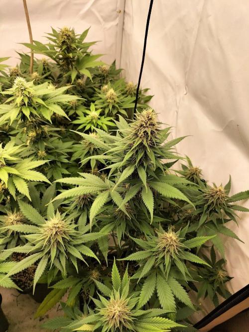 Shaman / Jack47. Week 10