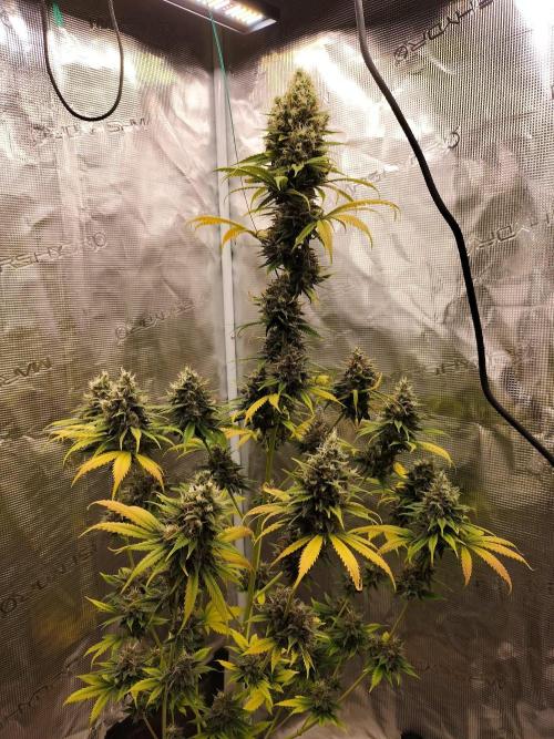 Northern lights. Week 12