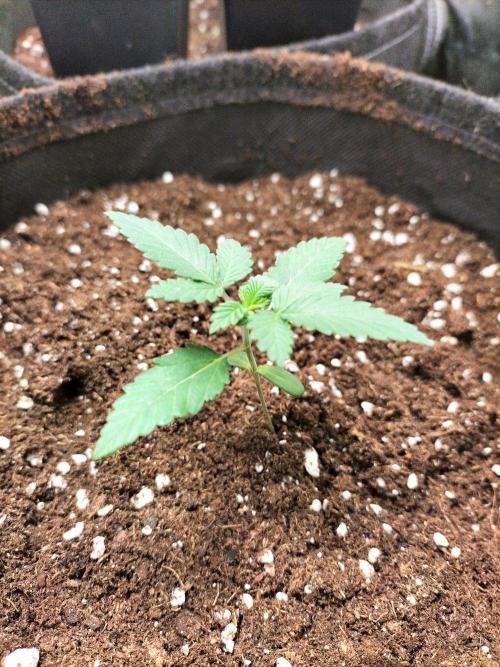 Solar Panel. Week 2