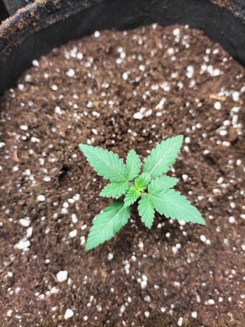Solar Panel. Week 2