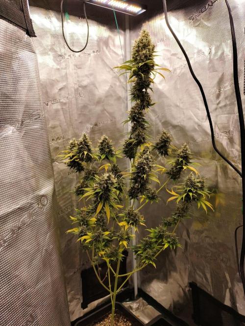 Northern lights. Week 13