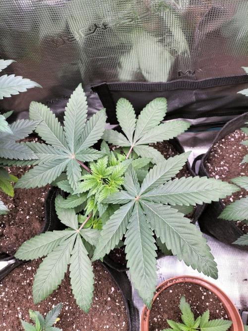 Hash Burger. Week 4