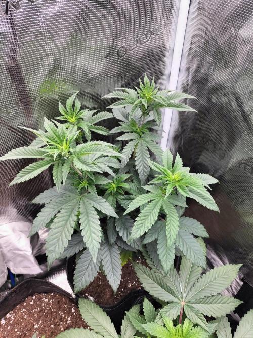 Pink Gelato. Week 6