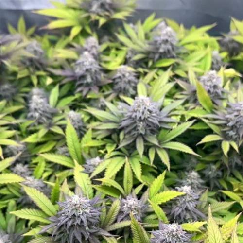 One Pure Kush in a 3x3ft tent