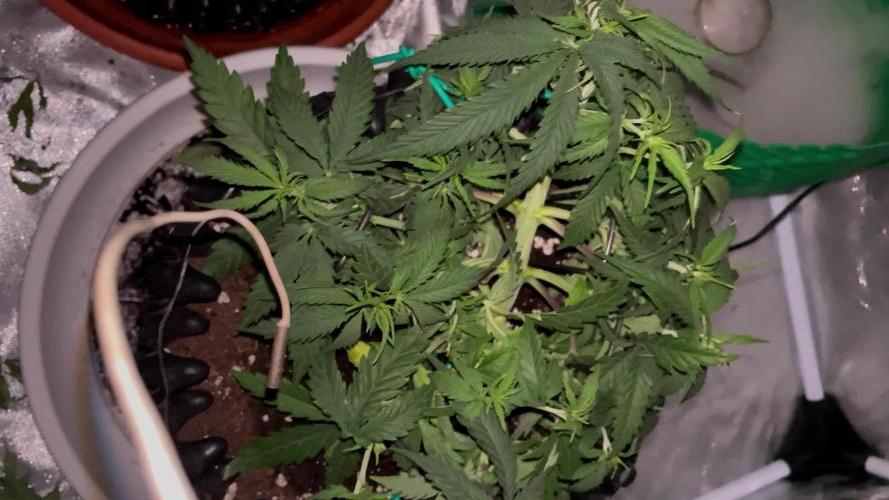 Watermelon Zkittlez 😎