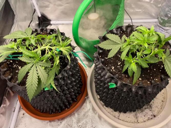 Watermelon Zkittlez 😎