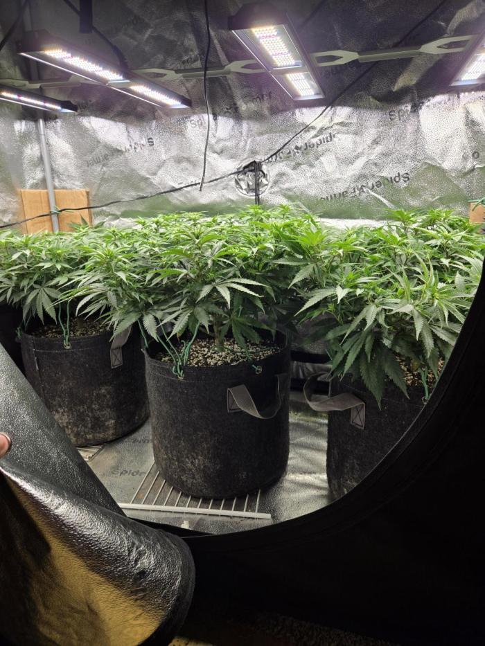 Humboldt seed co Blueberry Muffin. Week 10