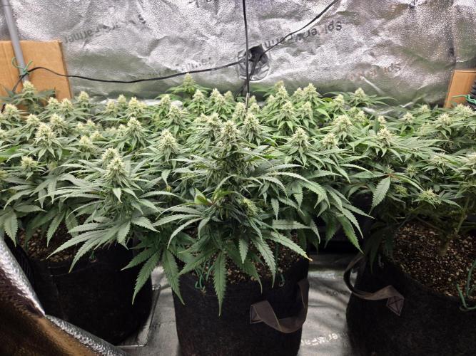 Humboldt seed co Blueberry Muffin. Week 12