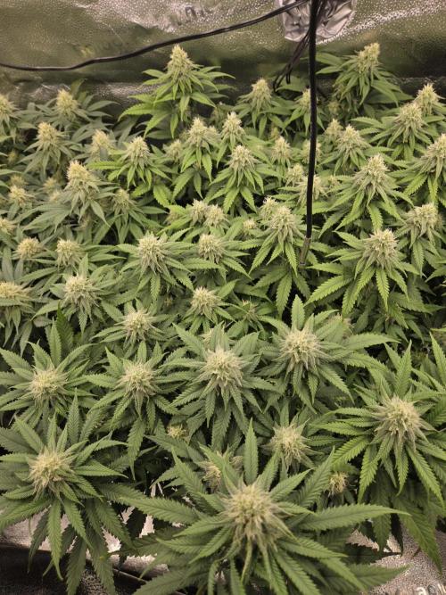 Humboldt seed co Blueberry Muffin. Week 12