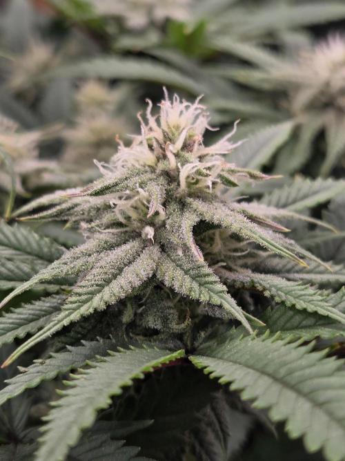 Humboldt seed co Blueberry Muffin. Week 12