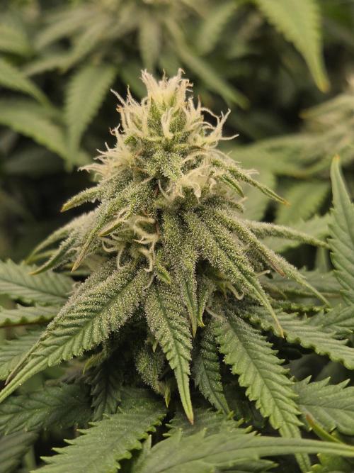 Humboldt seed co Blueberry Muffin. Week 12