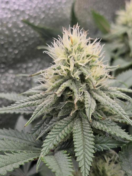 Humboldt seed co Blueberry Muffin. Week 12