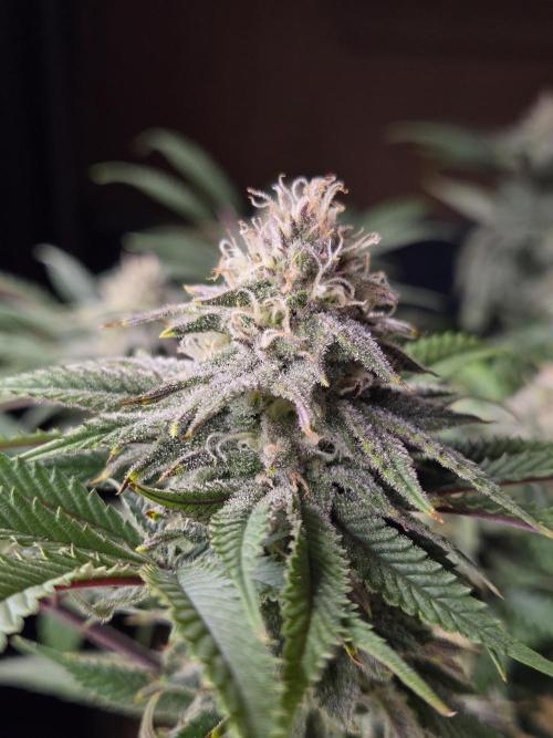 Humboldt seed co Blueberry Muffin. Week 13