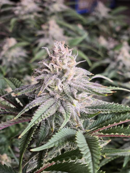 Humboldt seed co Blueberry Muffin. Week 13