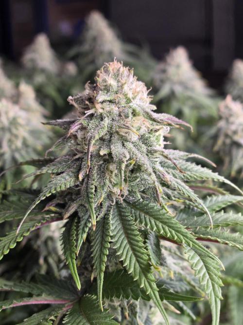 Humboldt seed co Blueberry Muffin. Week 13