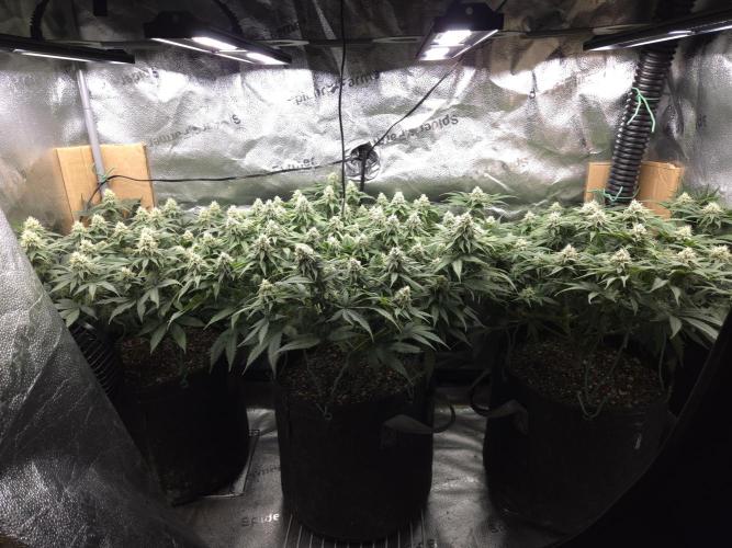 Humboldt seed co Blueberry Muffin. Week 13