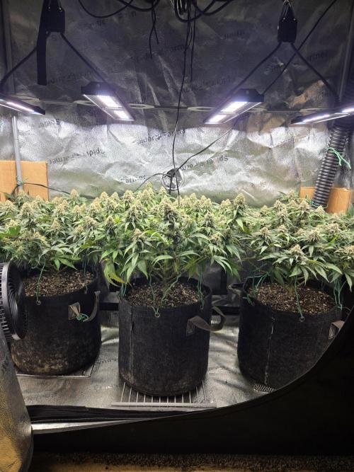 Humboldt seed co Blueberry Muffin. Week 14