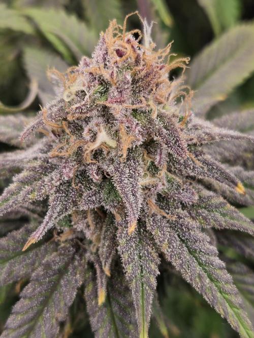 Humboldt seed co Blueberry Muffin. Week 14