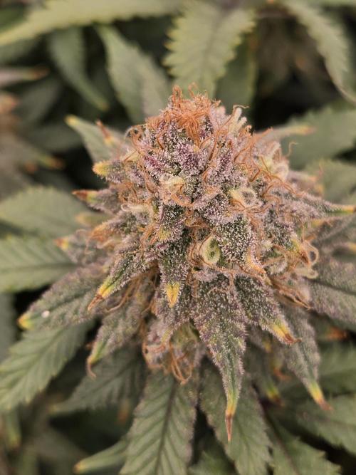 Humboldt seed co Blueberry Muffin. Week 14