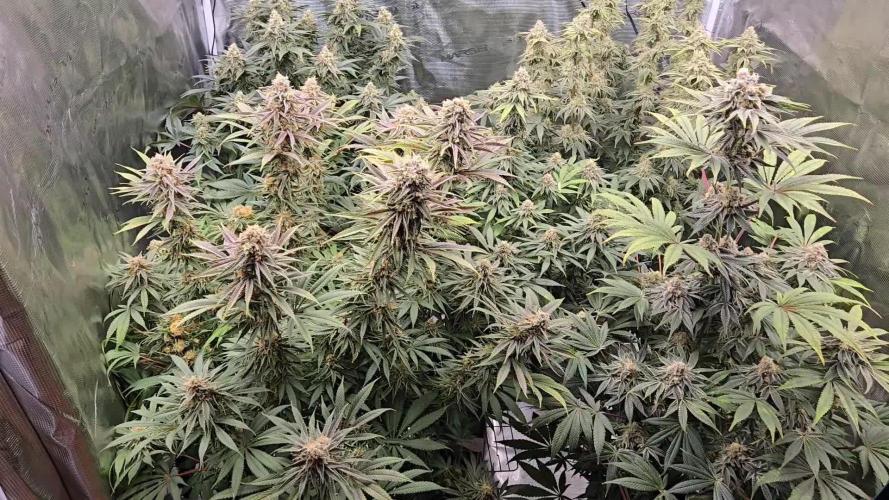 Purple Punch F1