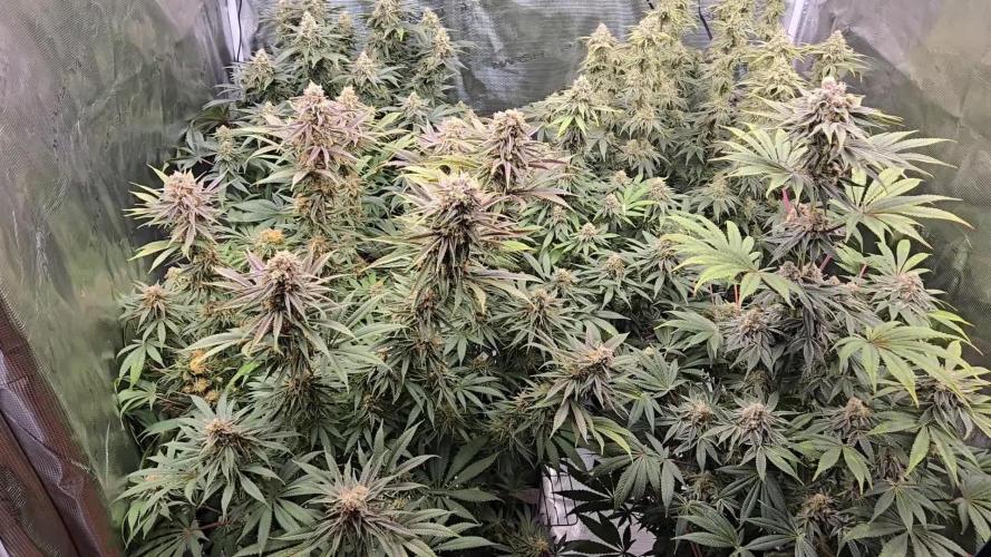 Cherry Punch F1